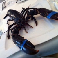 Oosterscheldekreeft Oosterscheldekreeft • <a style="font-size:0.8em;" href="http://www.flickr.com/photos/88422686@N06/8675383407/" target="_blank">View on Flickr</a>